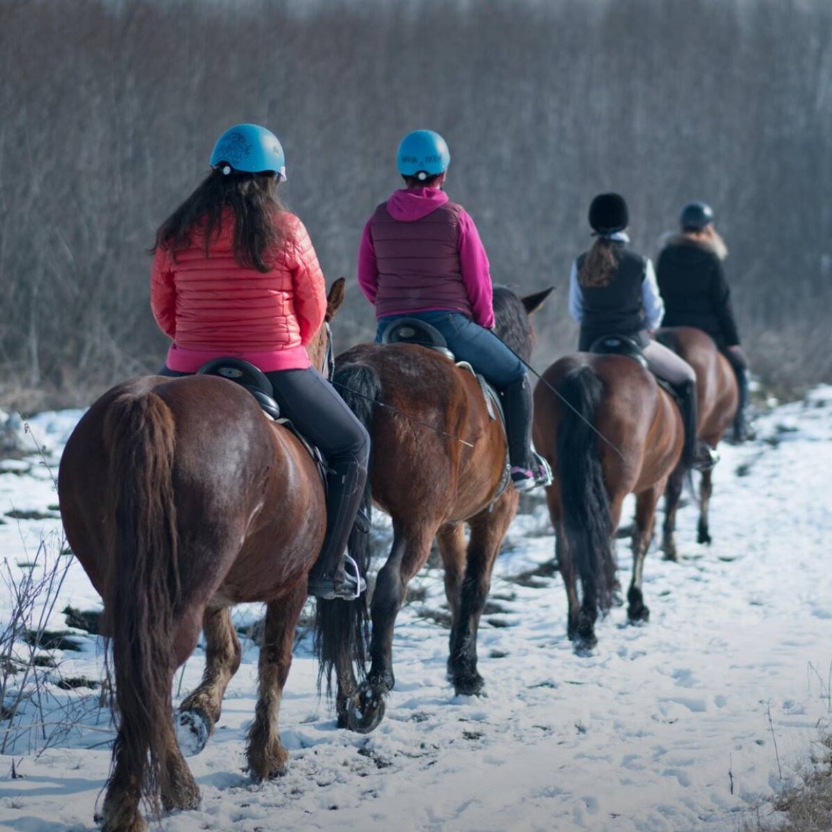 Experiență cadou - Cursuri de Echitație