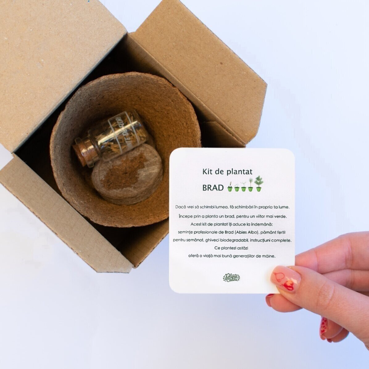 Kit de plantat semințe de brad în cutiuță personalizată cu mesaj - Winter