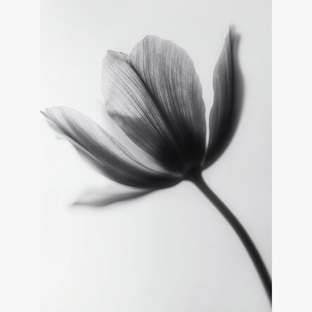 Poster Black and white flower
