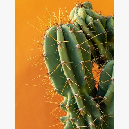 Poster Cactus cu fundal colorat