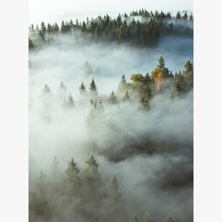 Poster Forest In Mist