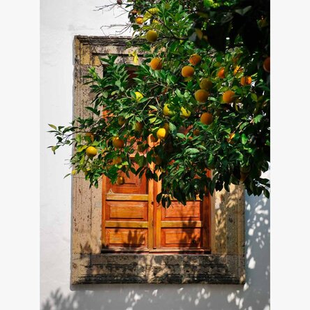 Poster Orange tree